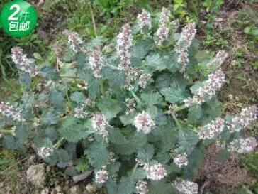 甲状腺结节吃内消瘰疬丸夏枯草膏,夏枯草和内消瘰疬服用效果