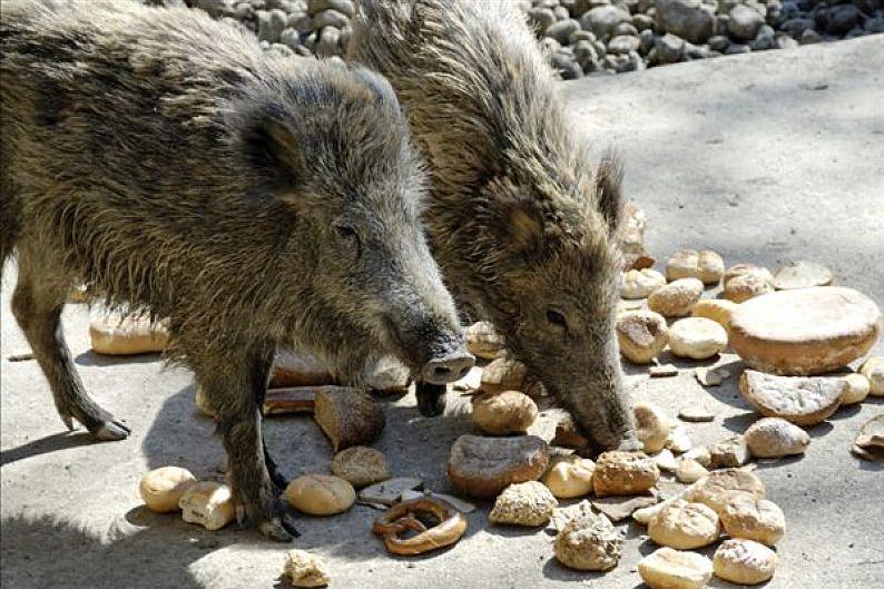 野猪养殖技术资料有哪些,3万元的野猪养殖技术