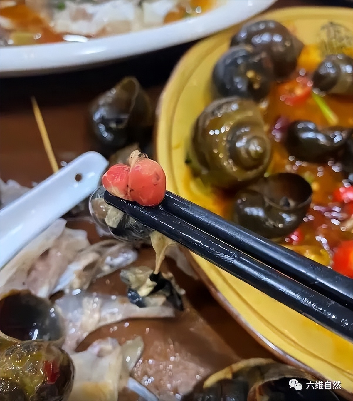 厦门一市民点炒田螺，餐厅却用非法福寿螺代替，被监管部当场销毁