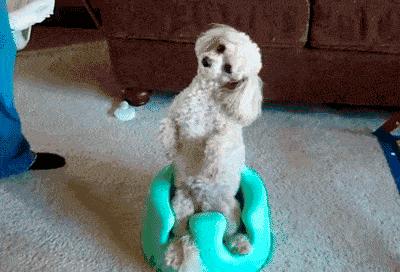 上班族适合养的狗,什么狗最合适小学生新手养也便宜