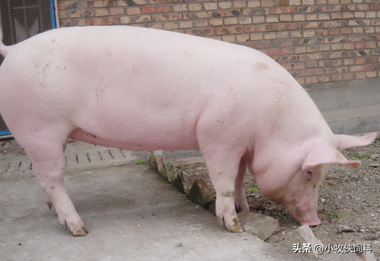 母猪子宫脱落缝合手法,母猪子宫脱落