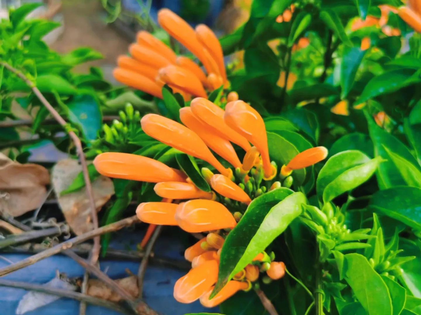 春夏之交，越来越多的花含苞欲放，这一百种娇媚蓓蕾真是美不胜收