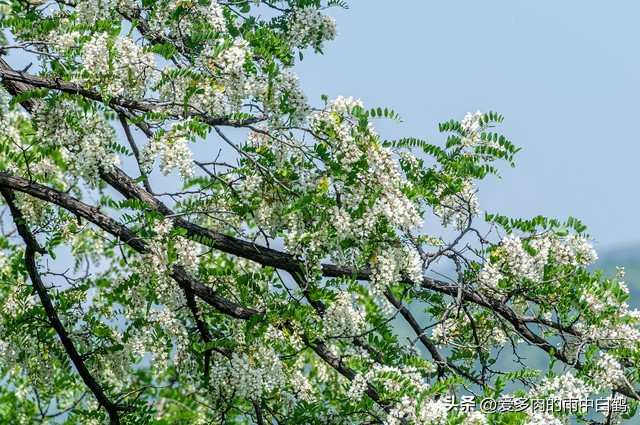 这货竟然是100多年前的德国人引进到我们山东胶州的