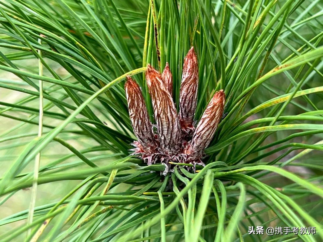 茂盛开花的马尾松,植物专栏蓝花草