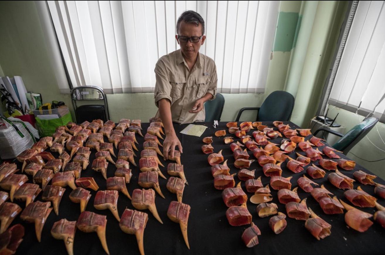 价值比象牙高3倍，活着被取骨后等死！盔犀鸟头骨到底有什么用？