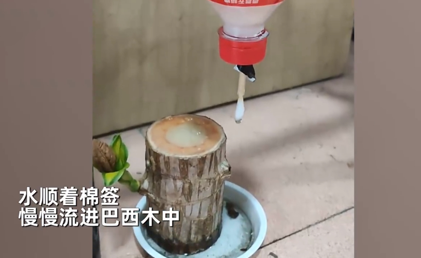 大学放假前自制装备给盆栽浇水,大学生放假前自制装备