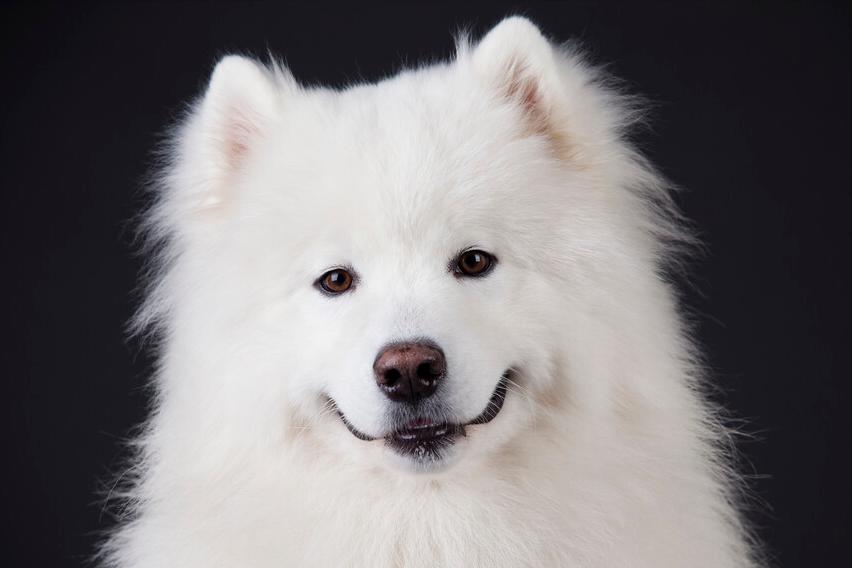 想买萨摩耶怕串串？记住这5点，轻松鉴别