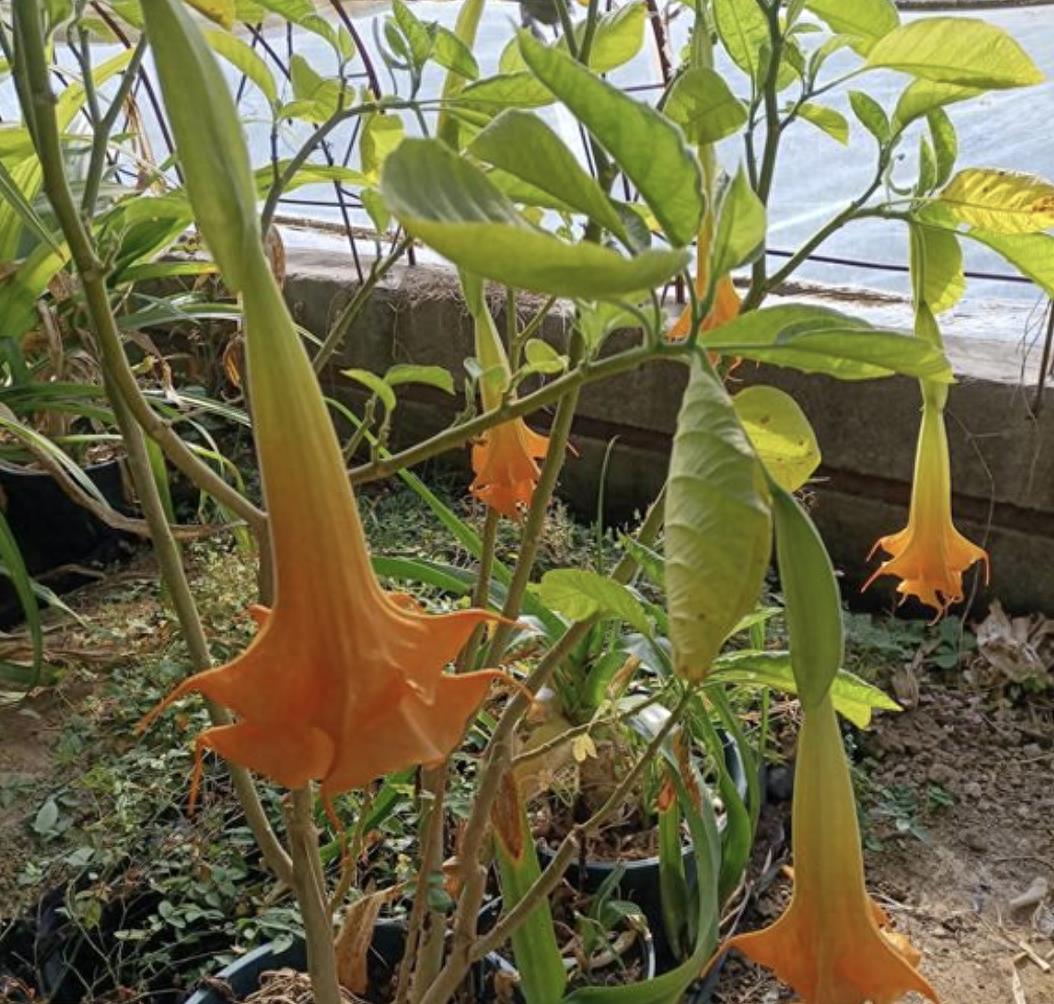 神秘花朵,神秘花朵视频