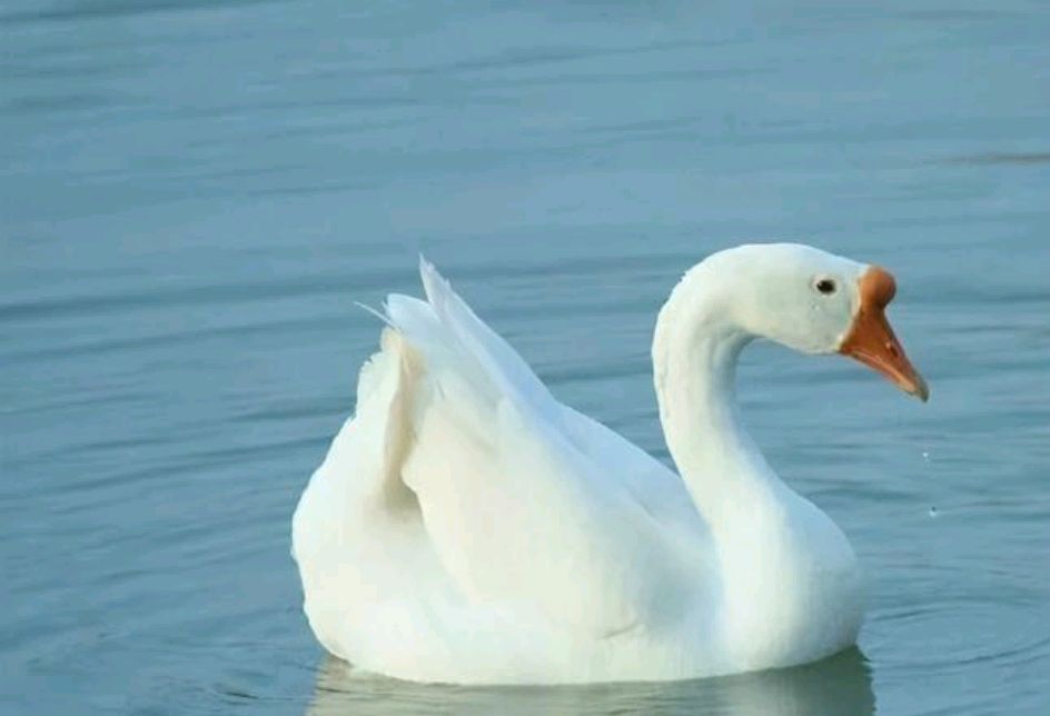 “家养三物邪气不入，添福又添禄”，这三物是啥？真是这样吗？