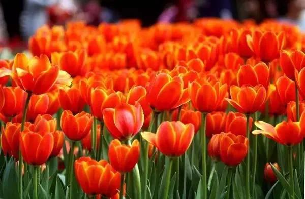 郁金香欣赏,郁金香图片大全大图欣赏