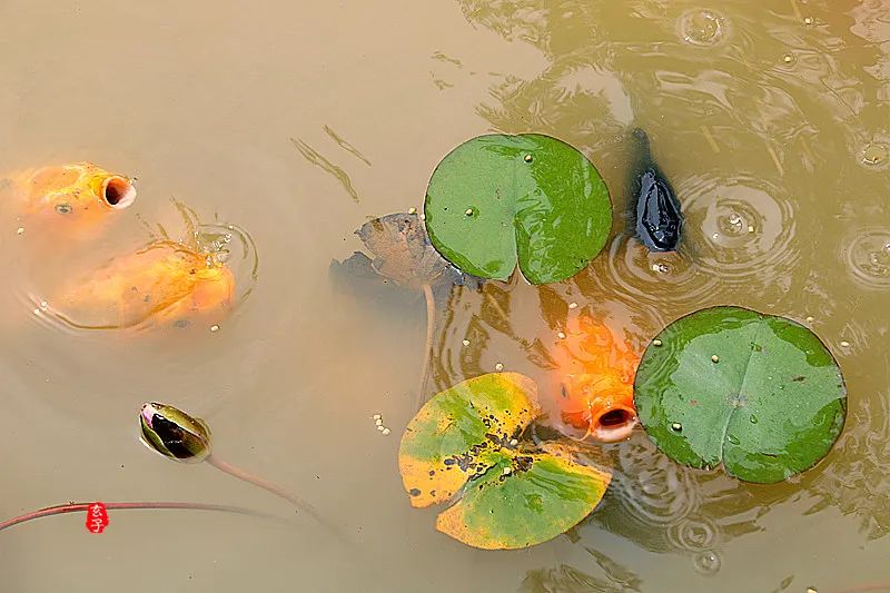 淮阳龙湖赏荷花的季节,淮阳观赏荷花的地方在哪里