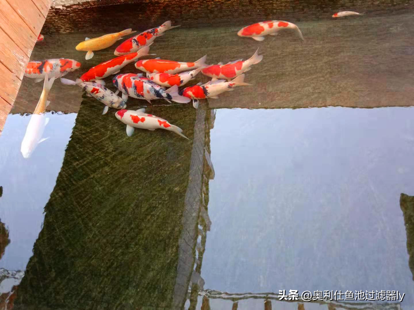 锦鲤鱼池过滤系统制作方法视频,锦鲤鱼池冬天到了要不要关过滤