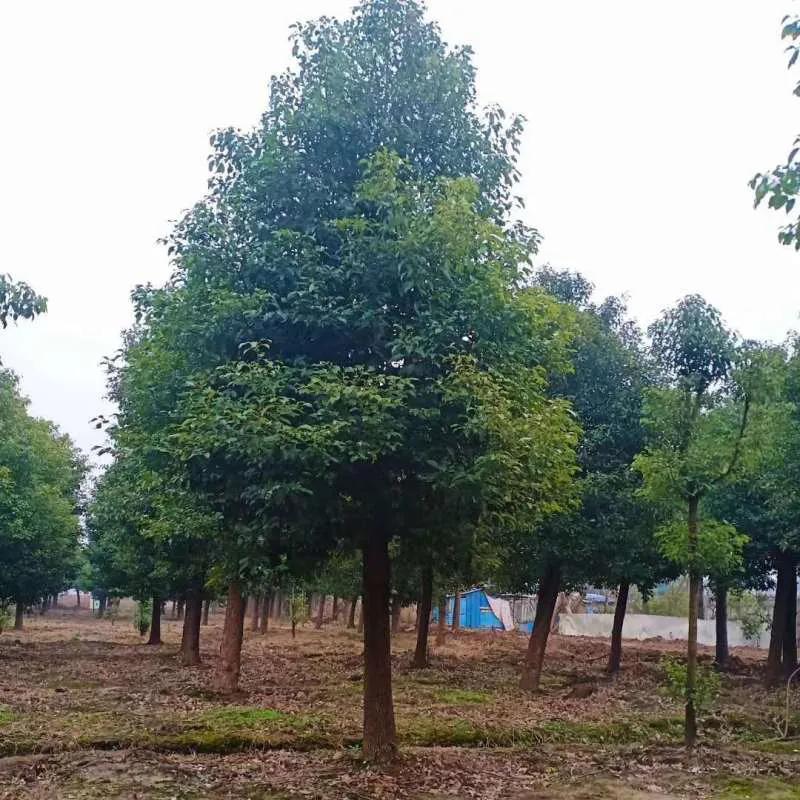 最近苗木行情走势,最近几年最新品种的苗木价格