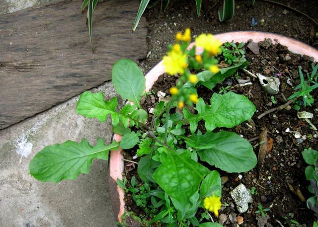 酷似蒲公英的野菜,尖裂假还阳草和蒲公英区别