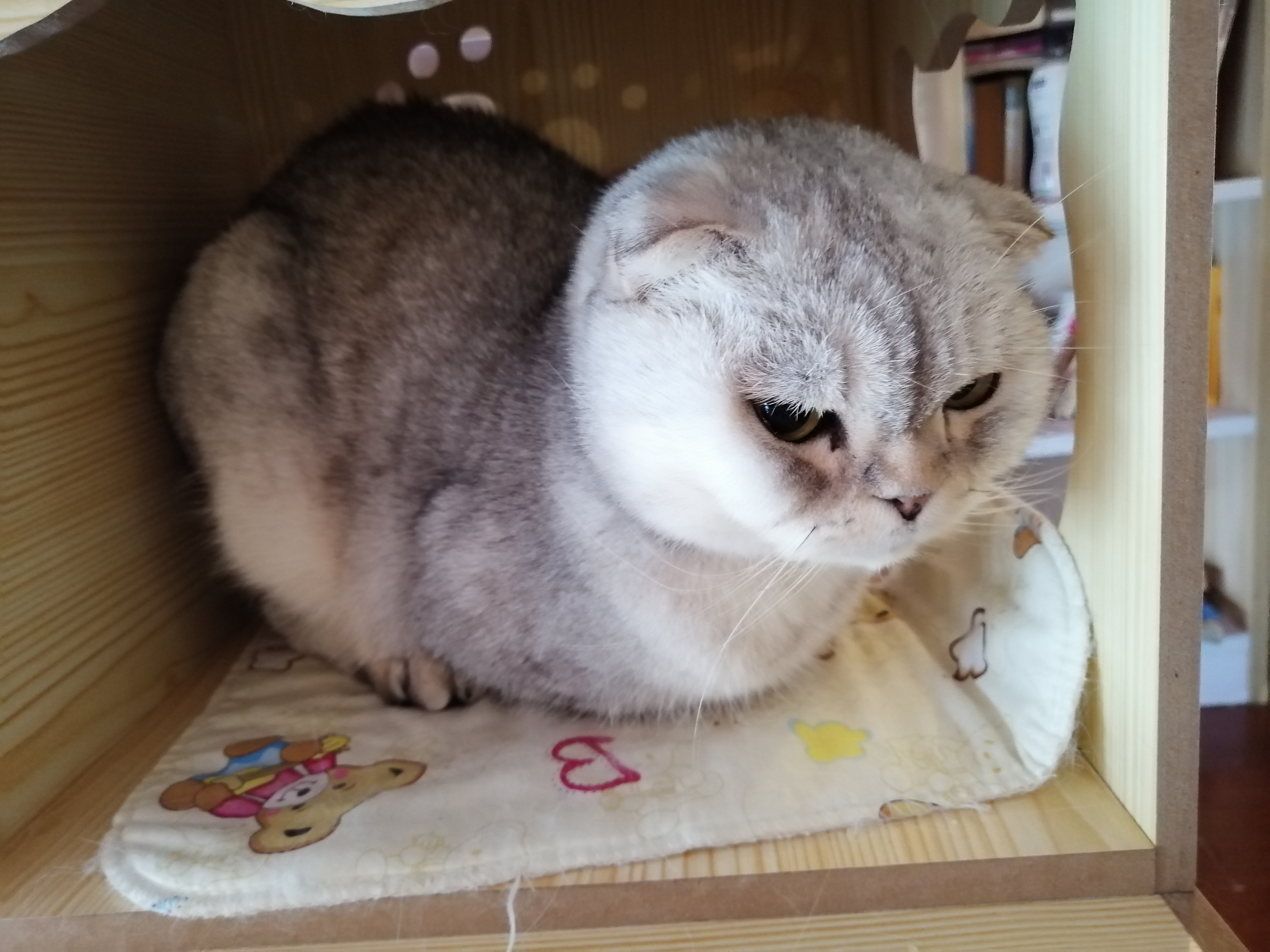 猫咪老是掉毛吃猫用卵磷脂有用吗,猫咪大量掉毛皮屑