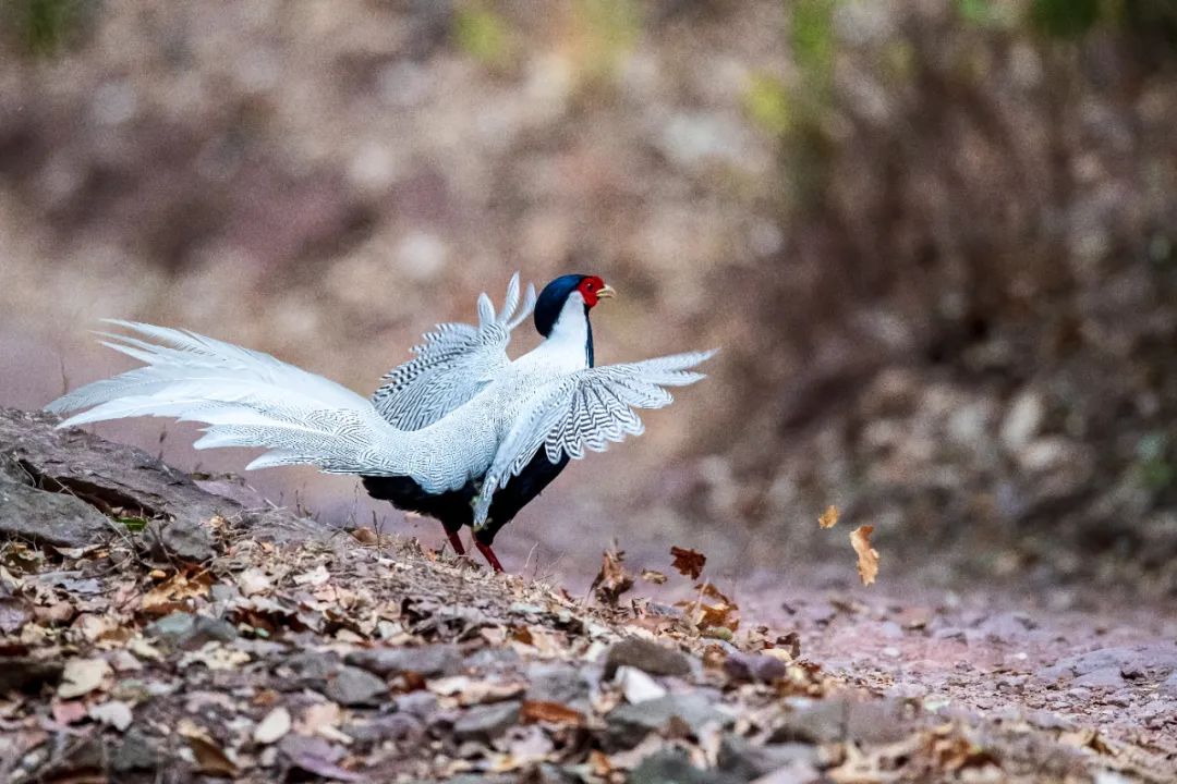 昆明七彩云南怎么样,七彩云南避暑家园