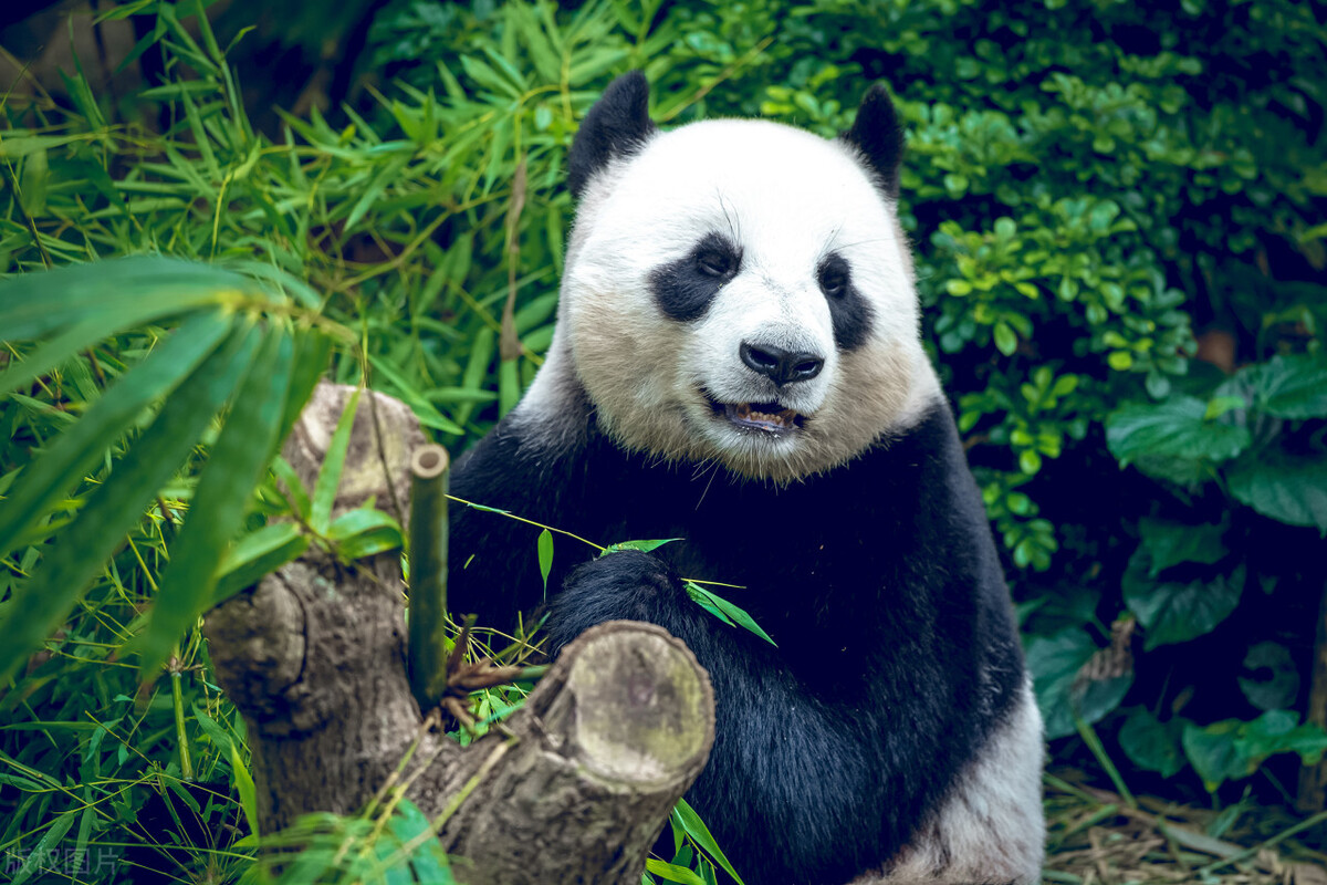 旅日熊猫都要送回来吗,旅日大熊猫过得怎么样