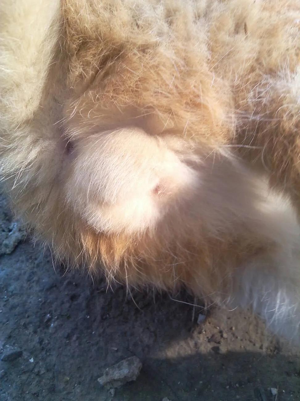 一招教你区分猫咪公母图片,如何分辨猫咪公母视频