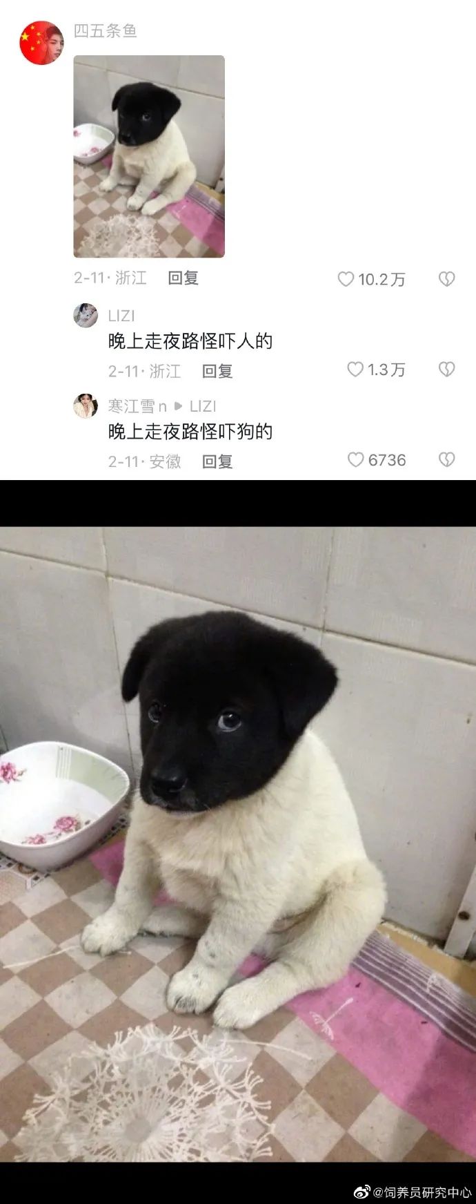 丑萌丑萌的小动物,丑陋又可爱的小动物