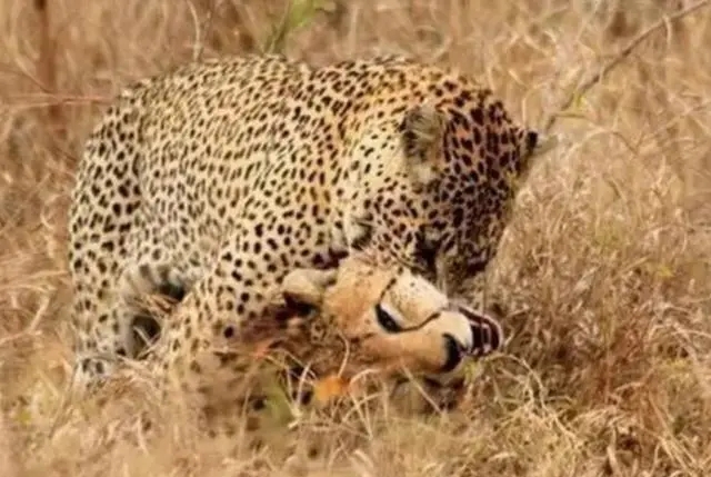 黑叶猴和金丝猴什么关系,最珍稀的黑叶猴