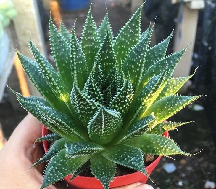 家庭客厅养什么花好看又旺财,客厅最吉祥的三种花