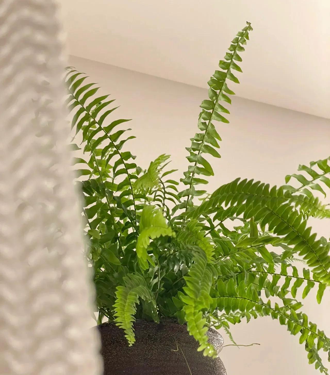 吸甲醛排行榜前十名的十种花,吸客厅甲醛最好的10种花