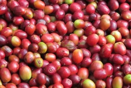 星巴克在美国有多便宜,星巴克在美国是很高端的嘛