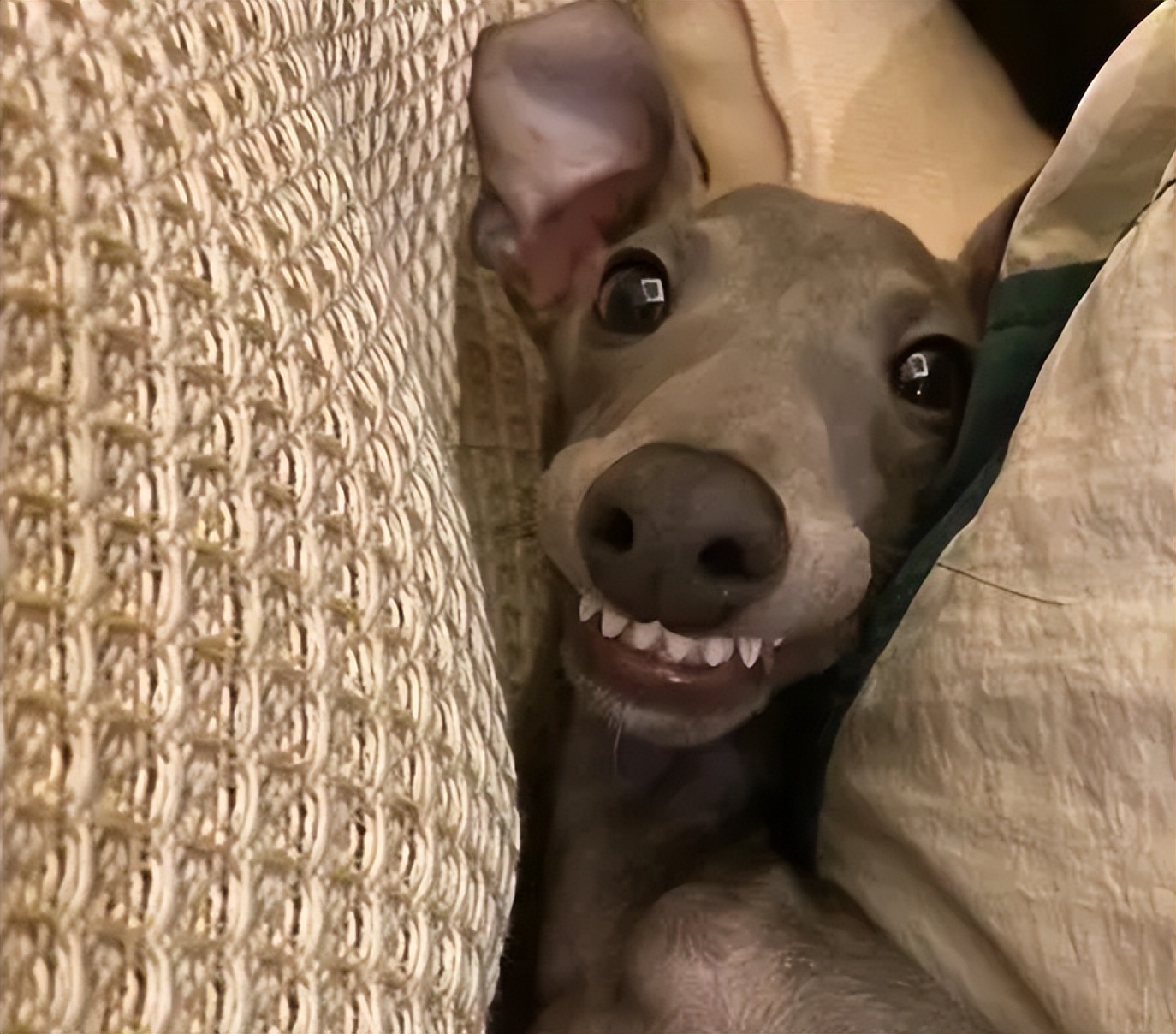 灵缇犬的性格有哪些,像猫一样的狗