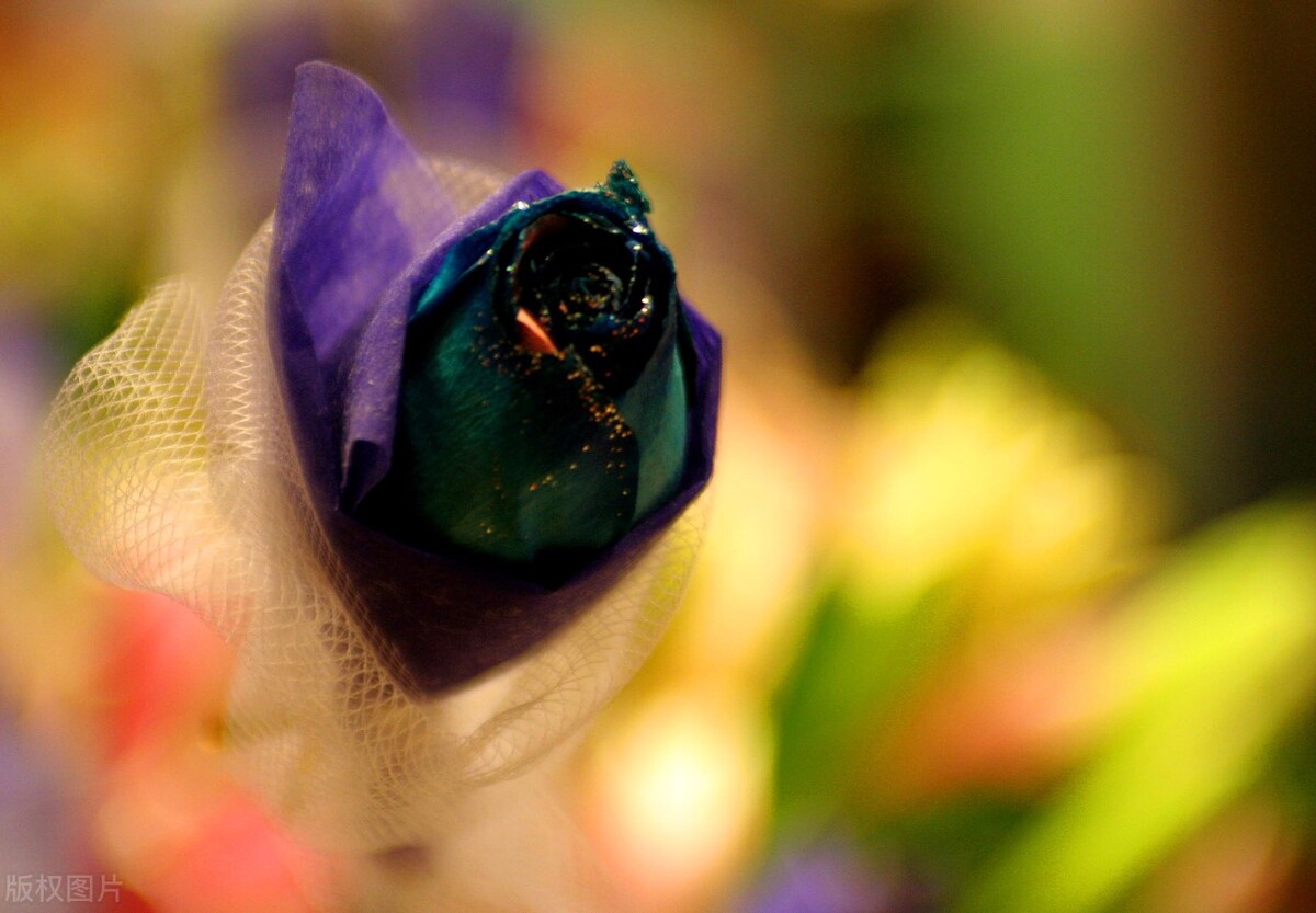 分享美图蓝色妖姬,蓝色妖姬玫瑰花美图