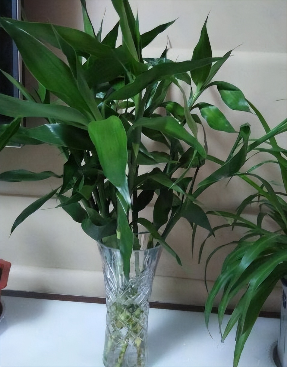 哪些植物对猫咪无毒又能吸附甲醛,装修房子吸甲醛最好的是什么植物