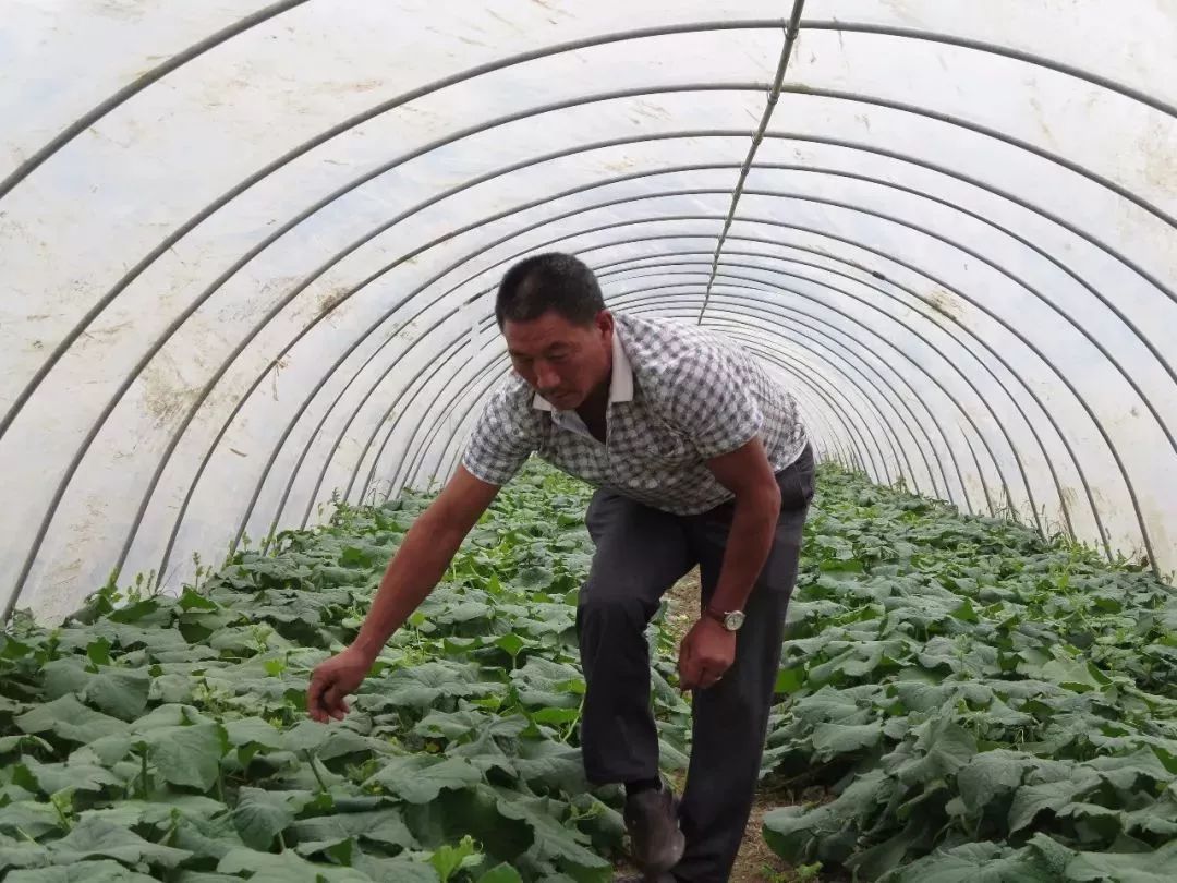 薄皮甜瓜裂瓜的原因和防治办法,甜瓜膨大期怎样放风不裂瓜合适