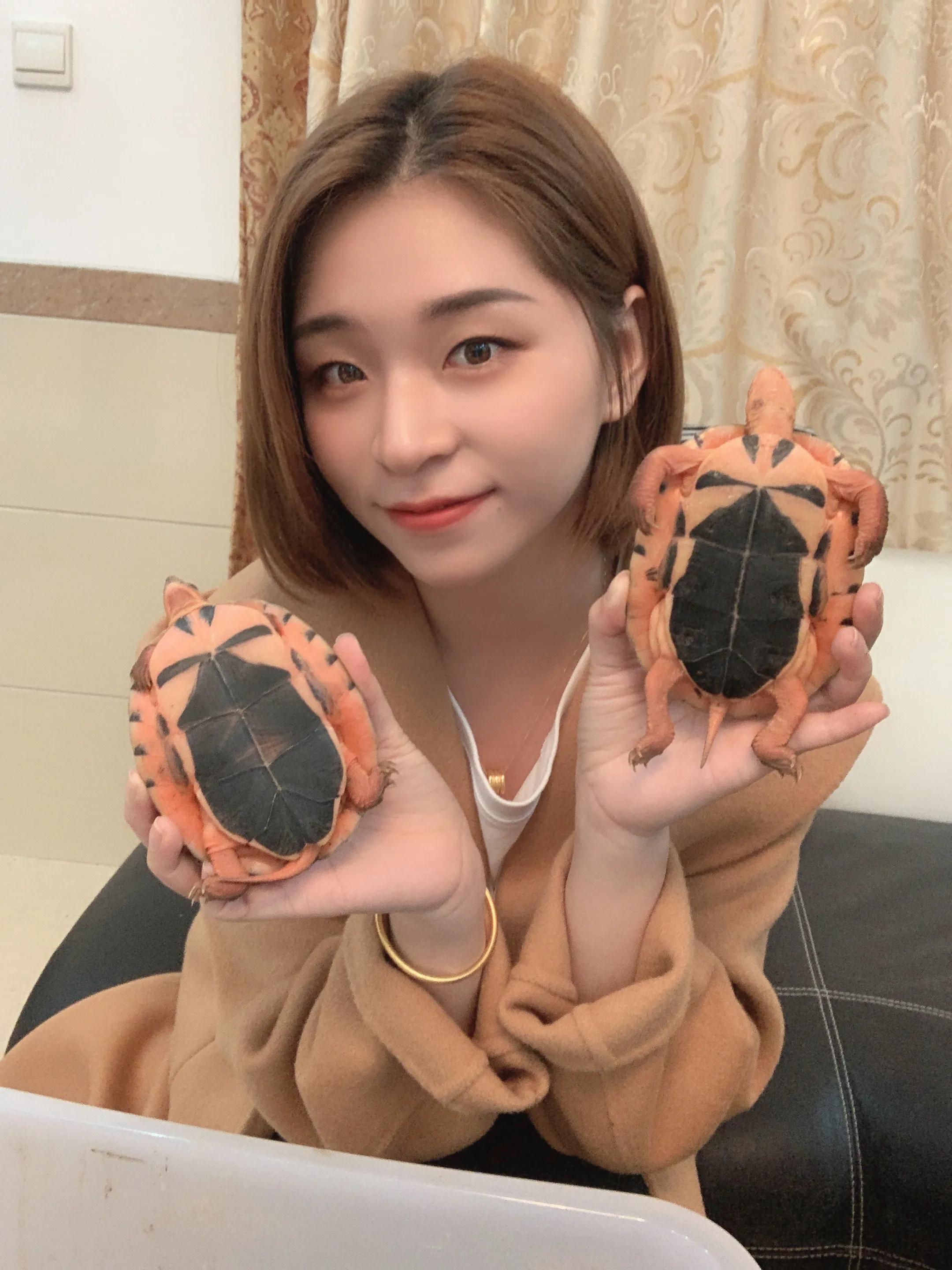 三线金钱龟幼苗价格,海南小金钱龟50克价格