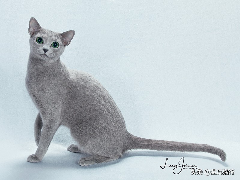 俄罗斯蓝猫法国蓝猫英国蓝猫,欧系俄罗斯蓝猫