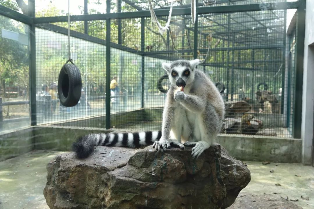 泰州动物园在哪里,泰州动物园在哪