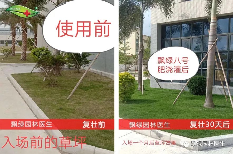 早熟禾草坪生长慢什么原因,草坪枯黄是什么原因怎么根治