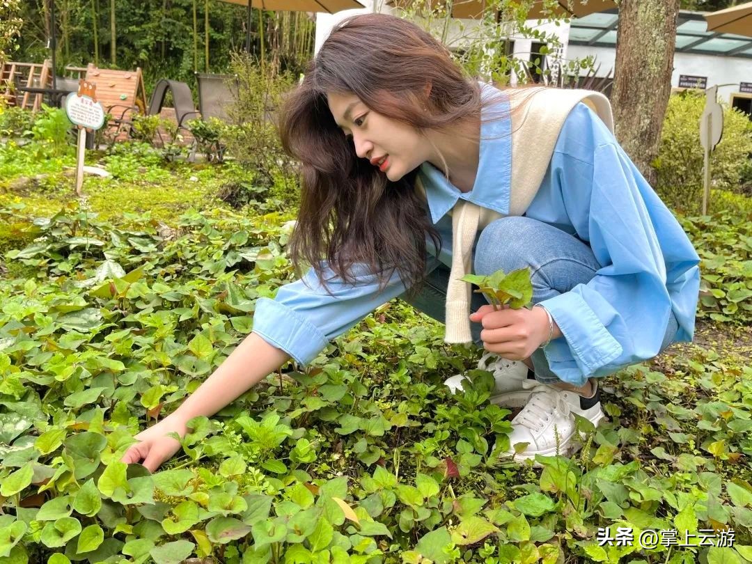 绿野春花,绵阳安州看花免费推荐