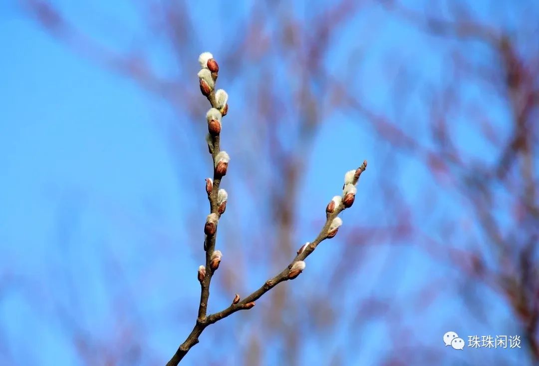 春风十里歌曲,春风十里不如你什么意思