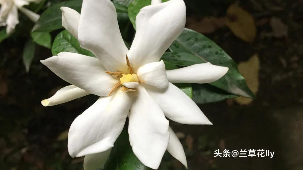 若爱有尽头免费全文,520有爱的日子也是感谢的日子