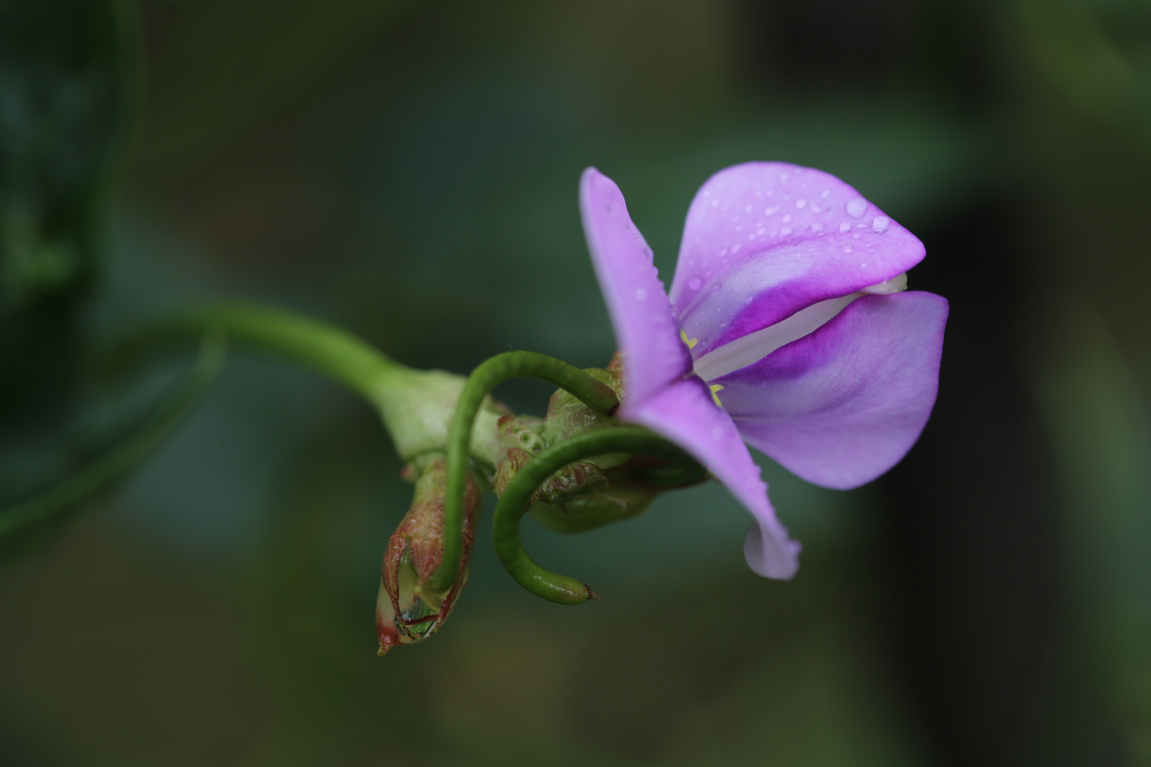 如此梦幻之花您不一定认识哟