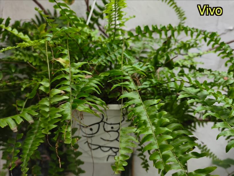 小米12sultra与vivox80pro拍照选哪款,小米12sultra和vivox80pro拍照选哪个