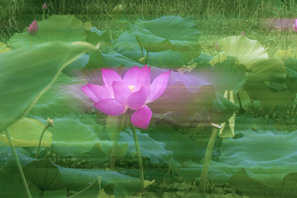 延时视频速度太快是什么原因,视频加速与移动延时区别