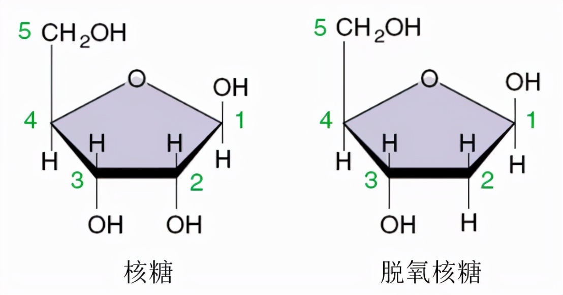 高中生物必修一全部知识点,高中生物必修一第四章第一节