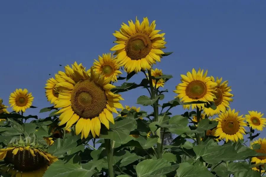 哪些花的花语代表禁忌,花也是不能乱送的