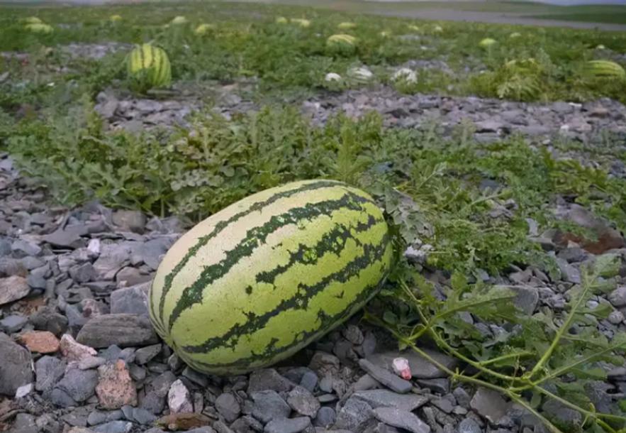 戈壁西瓜的危害究竟有多大,戈壁西瓜禁止种植了吗