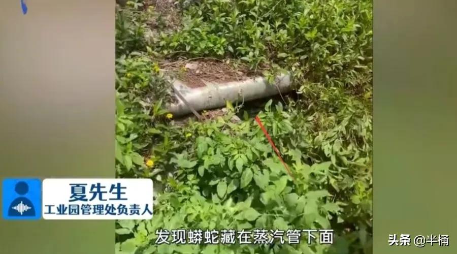 巨型网纹蟒蛇,680斤网纹蟒蛇真实视频