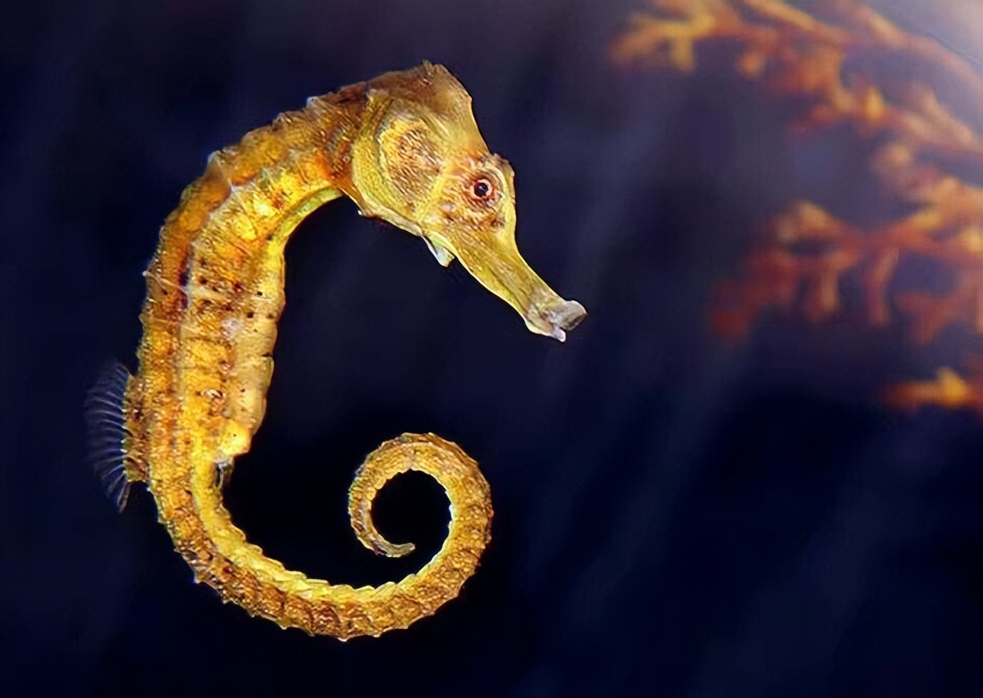 能炖汤当中药的养殖海马！一克卖20！为啥养它的人却很少？