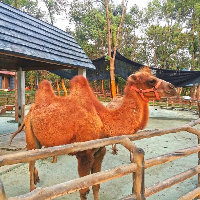 现在去刚好！千亩油画花海等你来采摘