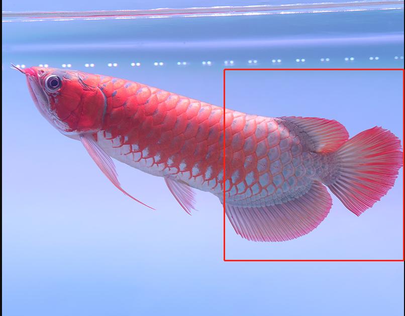 买龙鱼如何避坑,龙鱼怎么买才能不被宰