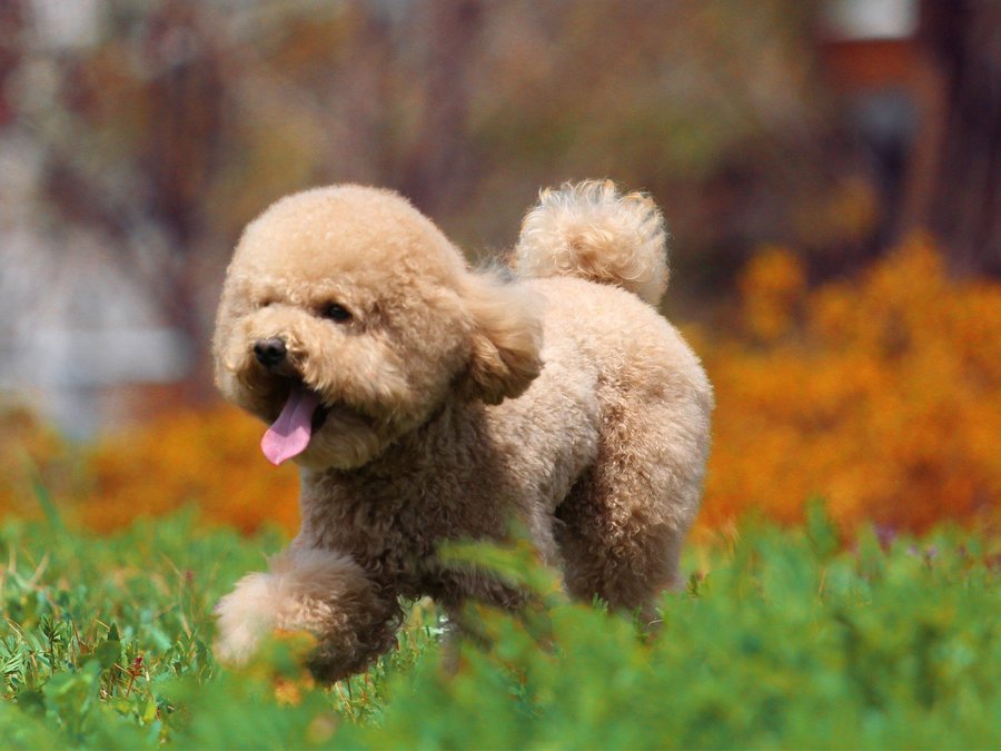 新手养公泰迪还是母泰迪,新手如何养泰迪