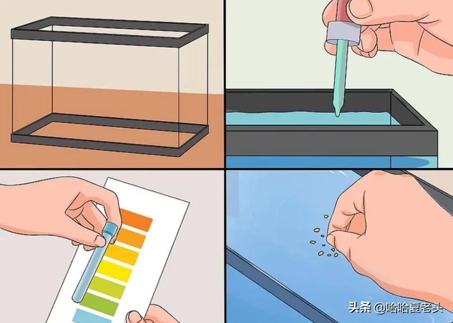 怎样拯救要死的斗鱼,怎么抢救奄奄一息的斗鱼